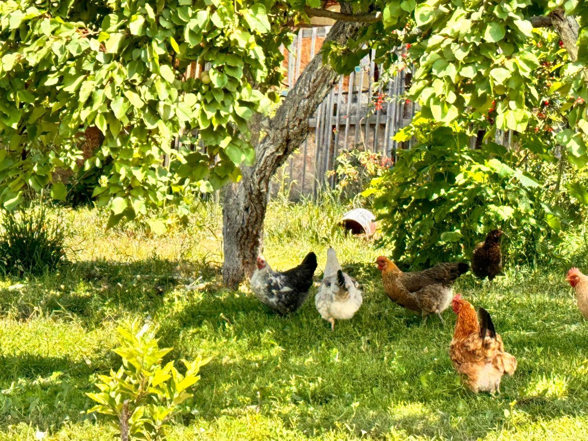 Eco House Summer Garden Kaji-Say Esterno foto