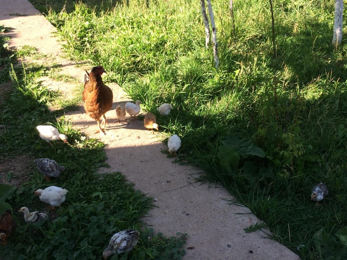 Eco House Summer Garden Kaji-Say Esterno foto